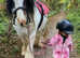 ** Fantastic coloured gelding**