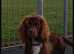 Cocker spaniel pups for sale