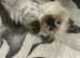 Beautiful Seal Point Ragdoll Kittens 1 boy & 1girl available