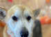 Kc reg Pembroke corgi male