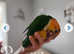 1 year old male caique.
