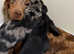 Beautiful dachshund read to go