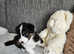 Australian Shepherd puppy's