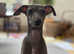 Italian Greyhound Blue girl