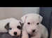 Adorable White Staffordshire x Cane Corso Puppy for Sale