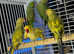 Indian ringneek parrots Glasgow