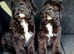 Beautiful borderdoodle / colliepoo puppies.