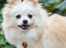 White Pomeranian teddy bear puppies