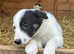 Pure border collies ready now