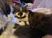 2 stunning kittens