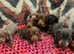 Blue, cream/isabella, chocolate, black and tan miniture Dachshund puppies