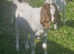 Bore wether goat