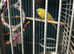 Joblot of budgies