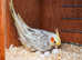 Australian Parakeets for Pleasure and Profit