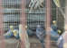 Rainbow budgies all this year babies