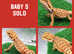 BABY BEARDED DRAGONS!! READY TO GO TO THEIR FOREVER HOME!!!