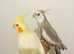 Hand Tamed/Untamed  Cockatiels for Sale
