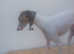 Italian greyhound/whippet
