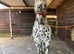 Appaloosa spotted horse gelding 4yrs