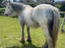 Top quality cob mare