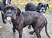 Old English, bulldog puppies two beautiful girls left