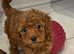 Beautiful Toy poodles