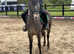 Appy x mare