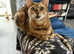 Female Bengal