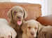 Stunning Health Tested Silver, Champagne & White Labrador Puppies