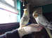Hand reared silly tame DNA sexed baby cockatiels