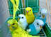Fancy Mutation Baby Budgies - ready to leave