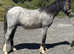 Smart A colt