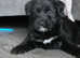 REDUCED PRICE Cockerpoo X puppies