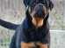 Top quality male for sale 12 months old