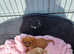 Cavalier king charles puppies