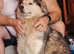 Beautiful  female bi eyed alaskan  malamute