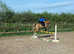 Great all rounder/PC/jumping pony