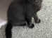 Cute fluffy kittens needing to be rehome asap