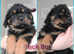 Ready now! Long Haired Rottie pups!