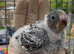 Baby budgie ready soon