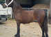 Show stopped of a filly