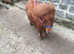 Tiny miniature horse filly