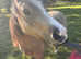 Section A filly