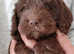 Cockapoo Puppies f1 show) last dark chocolate boy!!!!!.