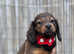 Longhair miniature dachshunds