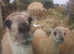 Young males llamas and females also available
