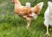 Gorgeous roosters