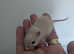 Baby gerbils