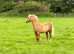Stunning Welsh B yearling colt palomino