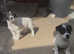 Jack Russell puppy's